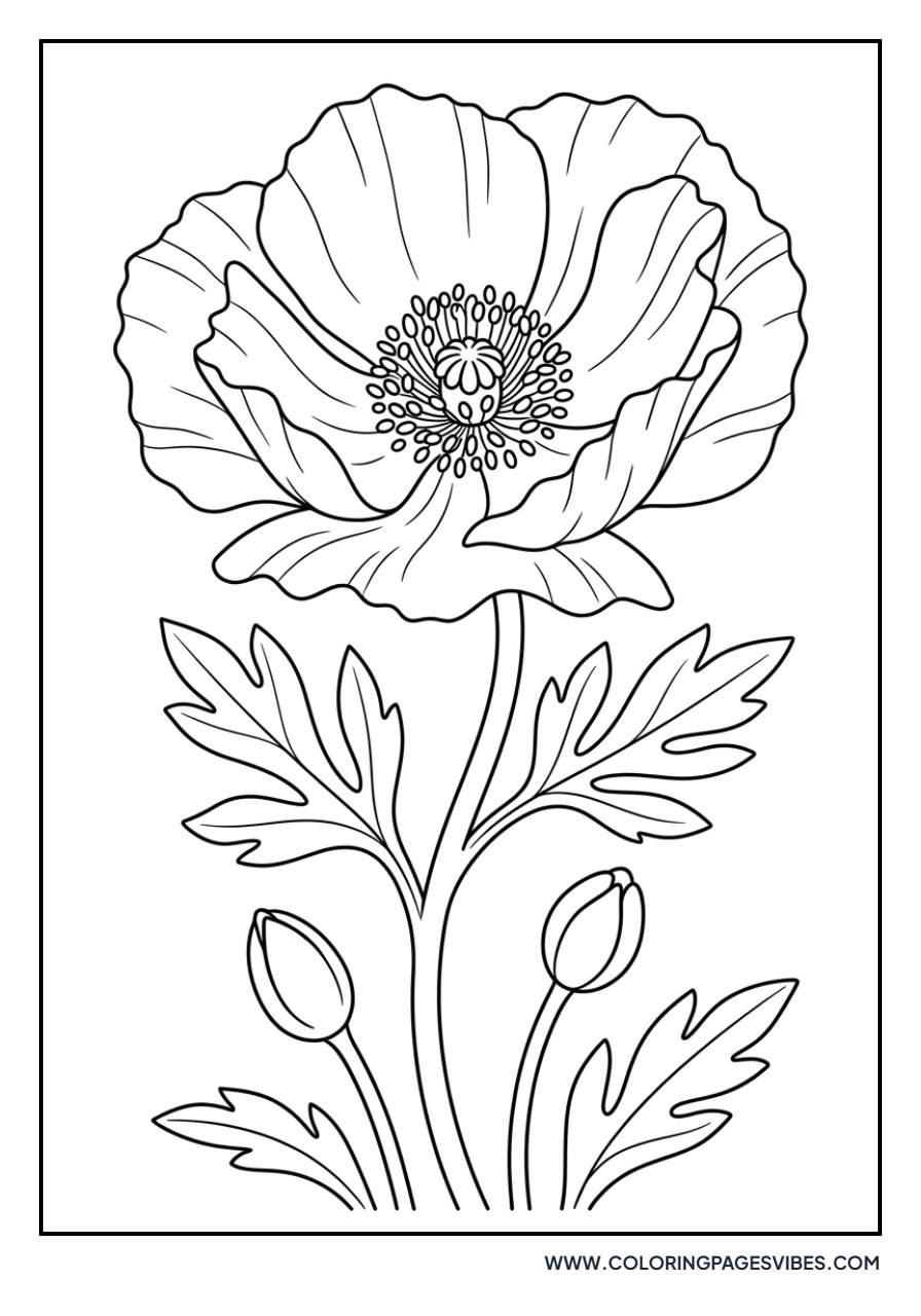 Matilija Poppy (Fried Egg Poppy)