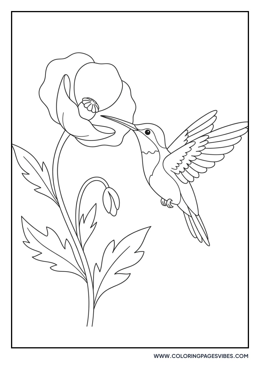 Poppy and Hummingbird