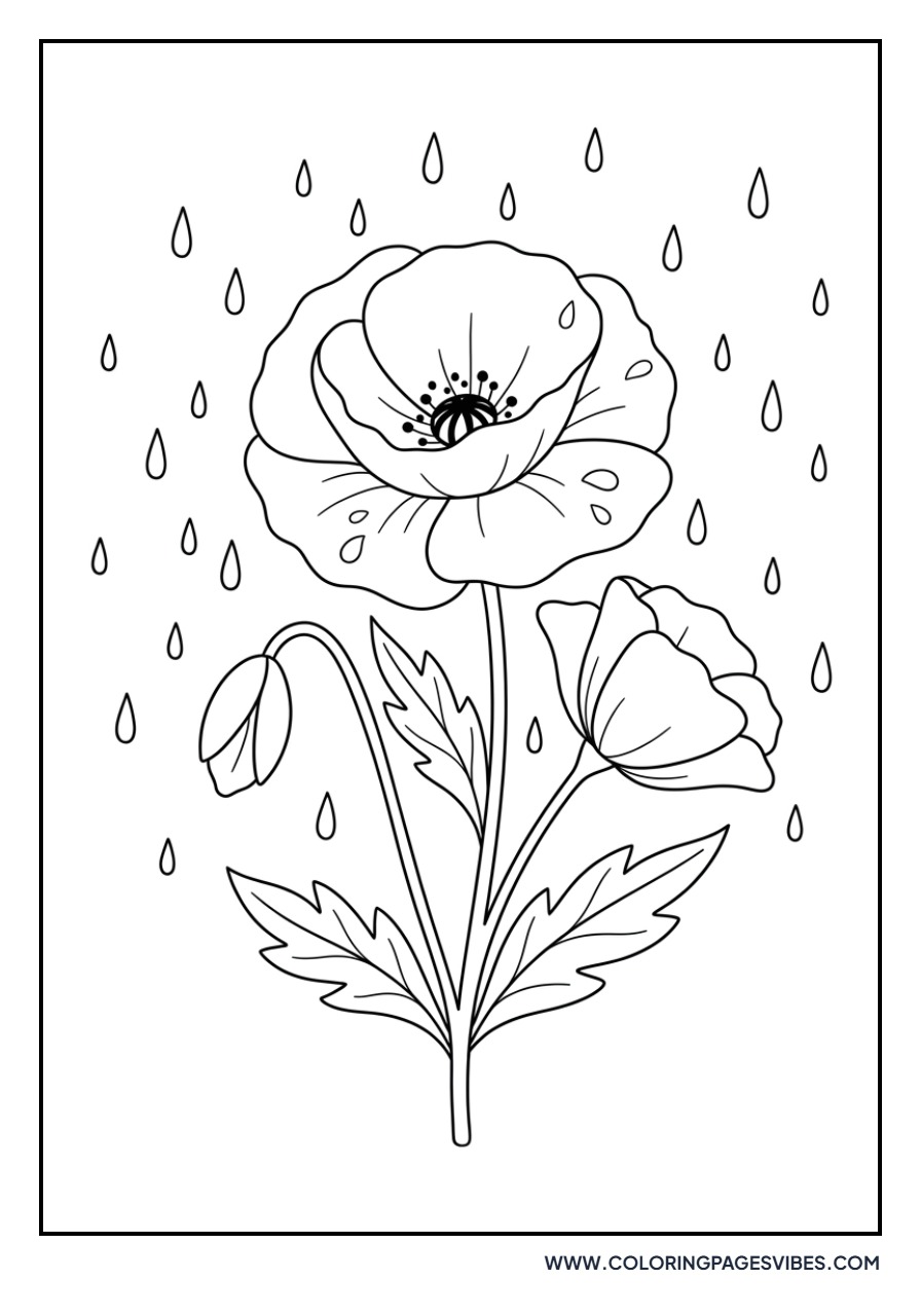Poppy in the Rain