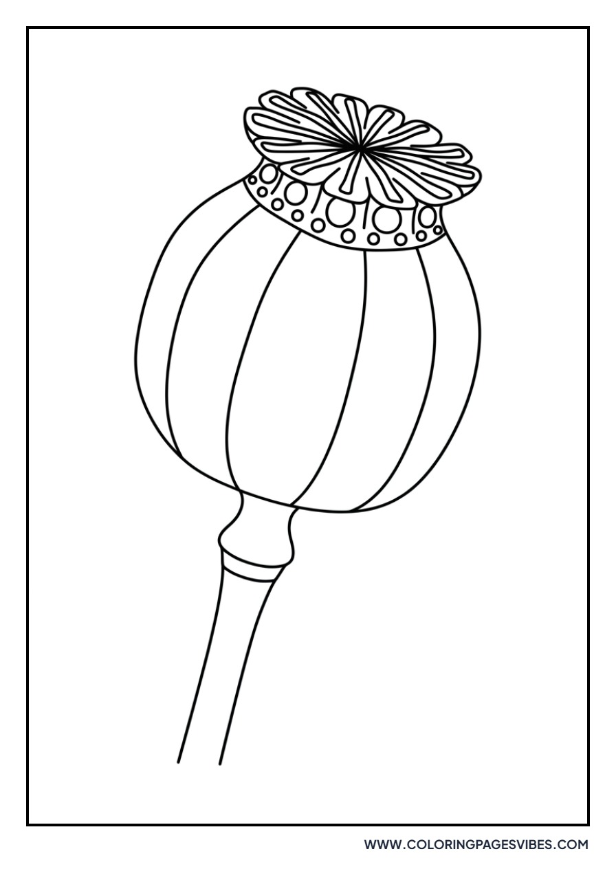 Poppy Seed Pod
