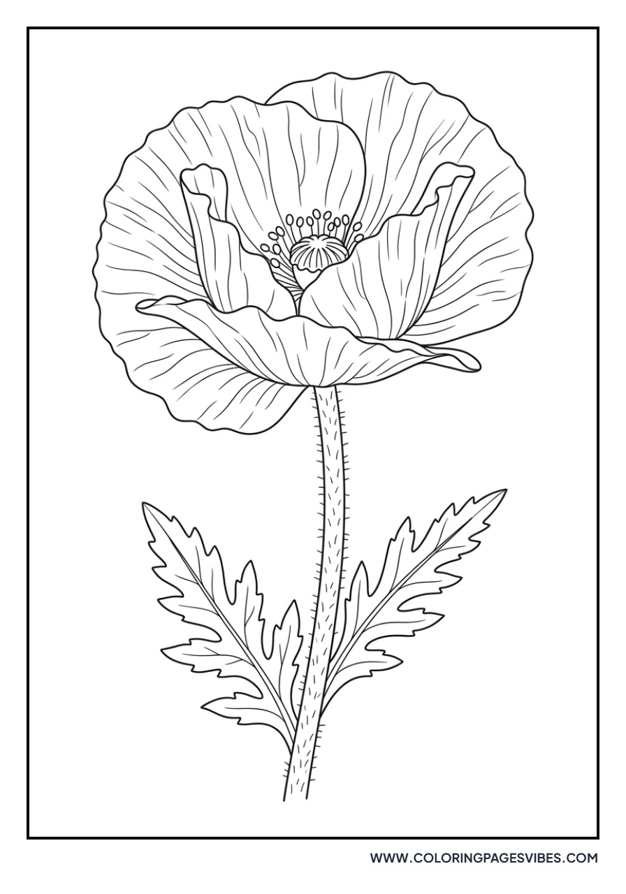 Realistic Oriental Poppy
