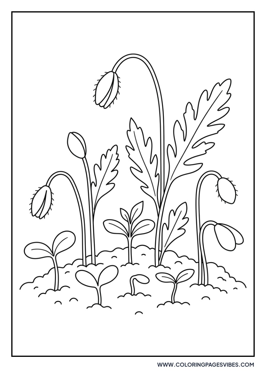 Spring Poppy Growth