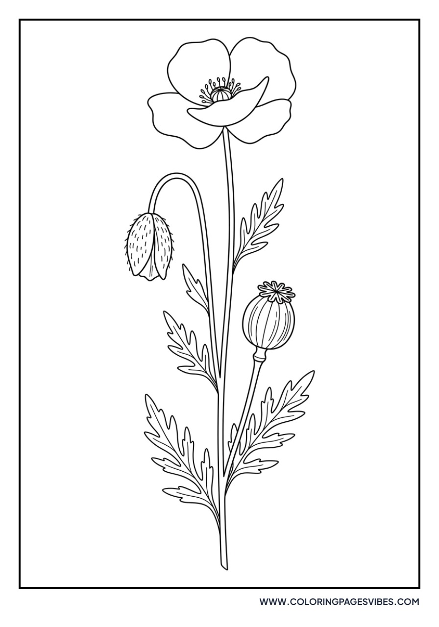 Tall Poppy with Buds