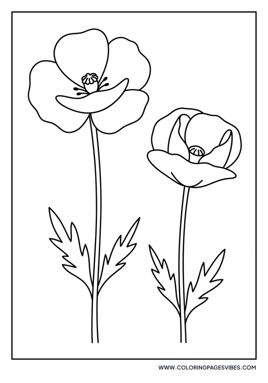 Two Poppies Together