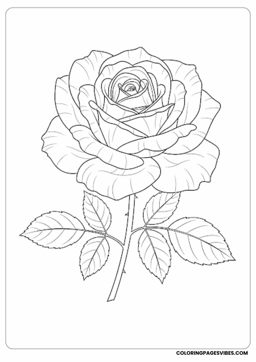 rose in full bloom coloring page