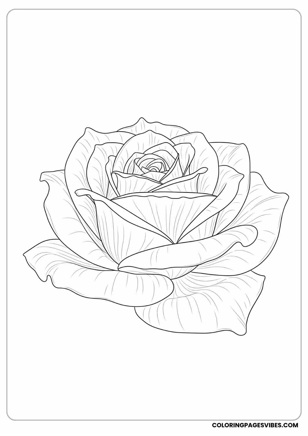 realistic rose outline coloring page
