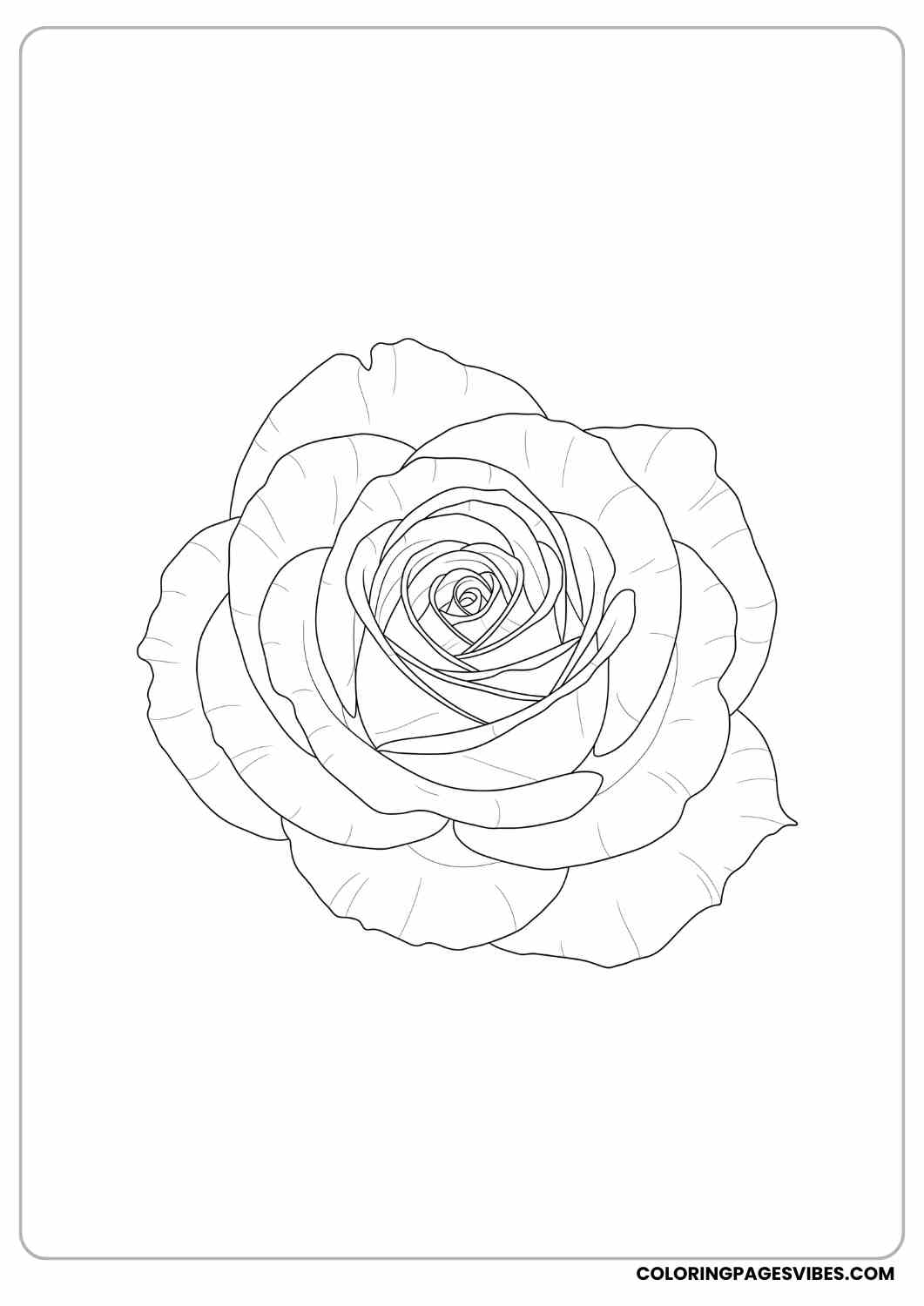 close-up rose bloom coloring page