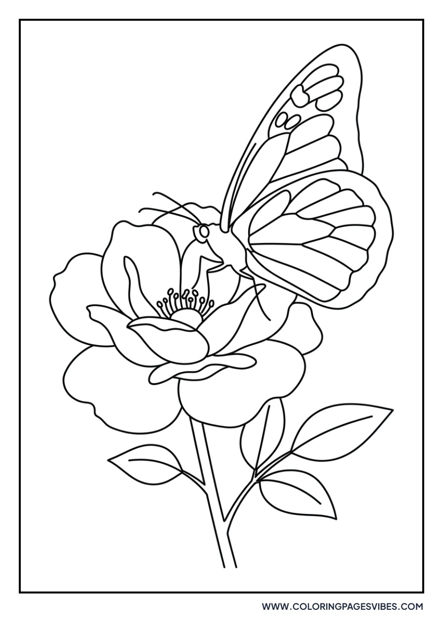 Butterfly on a Rose