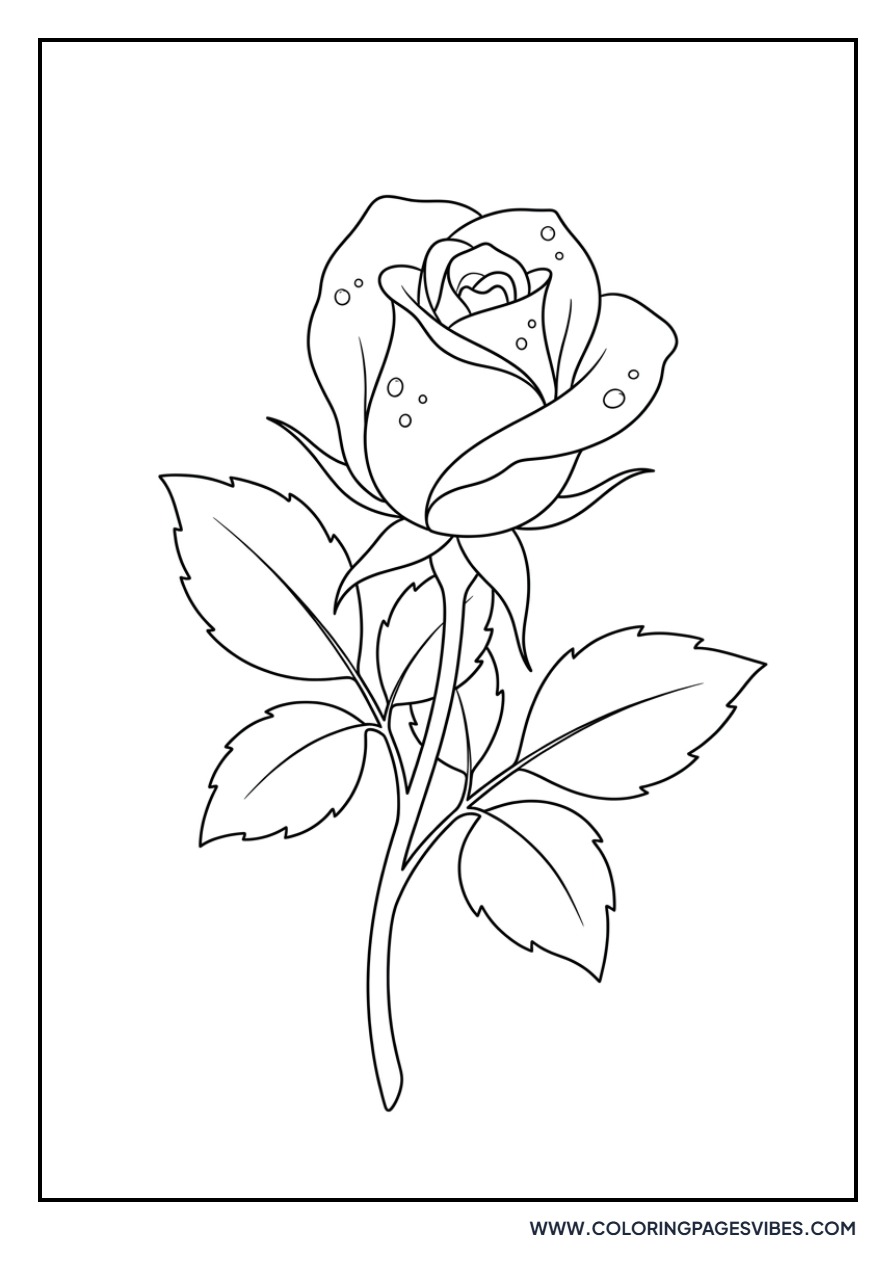 Rose Bud and Dewdrops