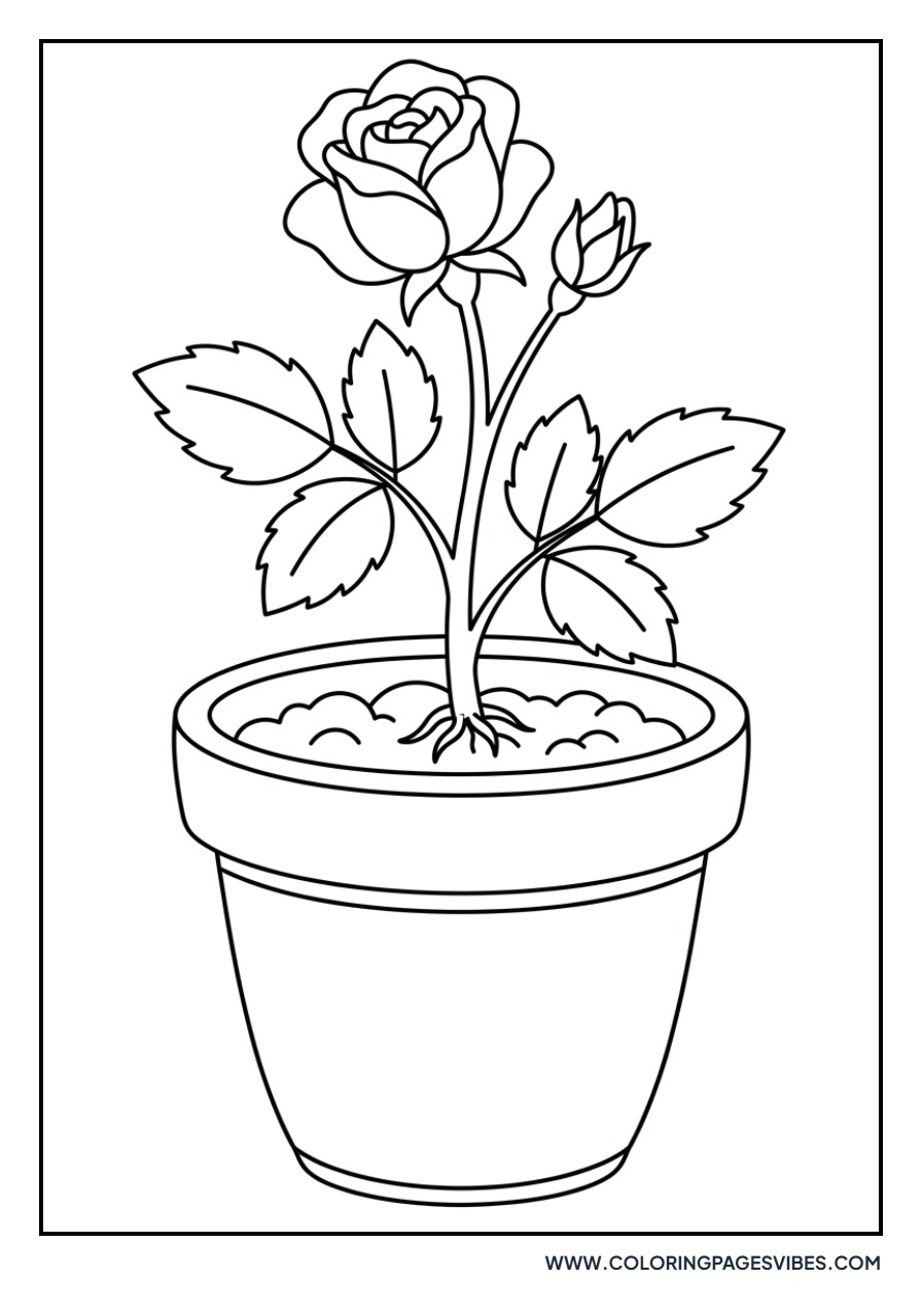 Rose in a Flower Pot