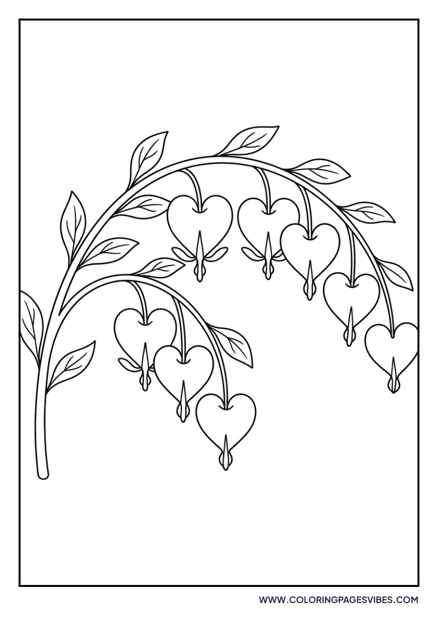 Bleeding Heart Vine