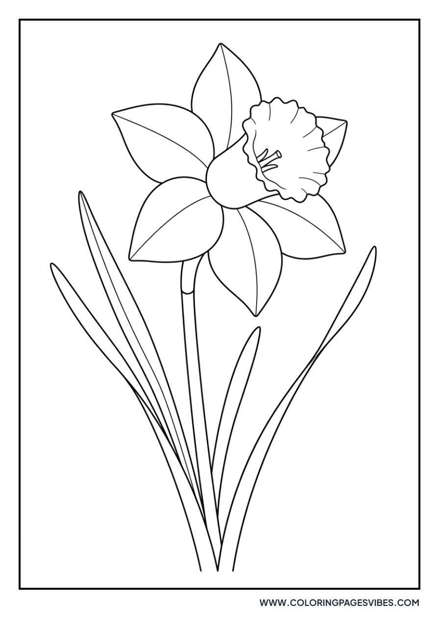 Classic Daffodil Bloom