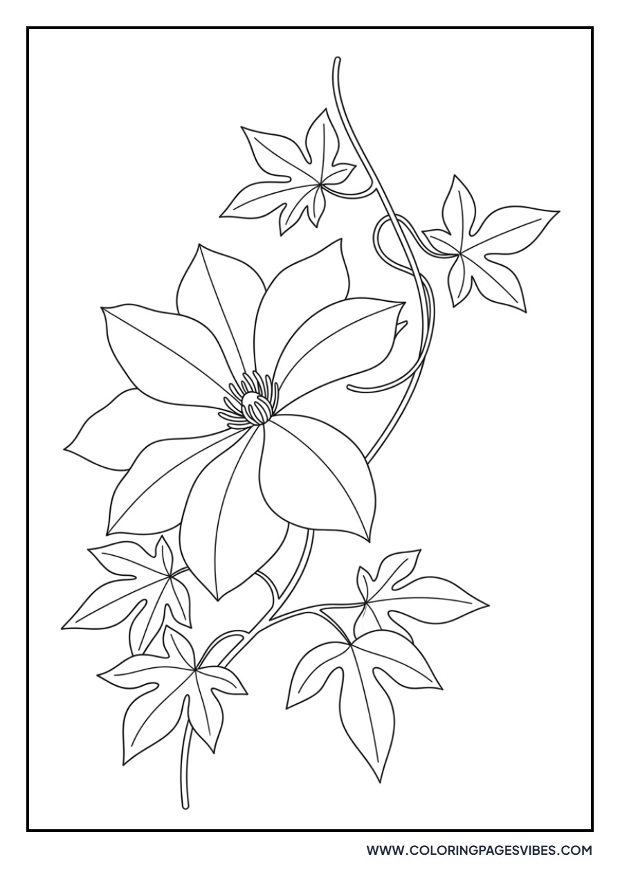 Clematis Climbing Vine