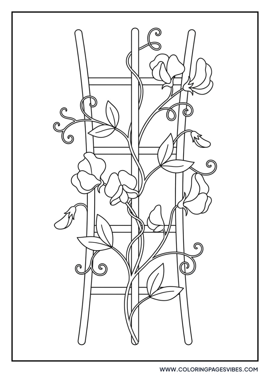 Climbing Sweet Peas
