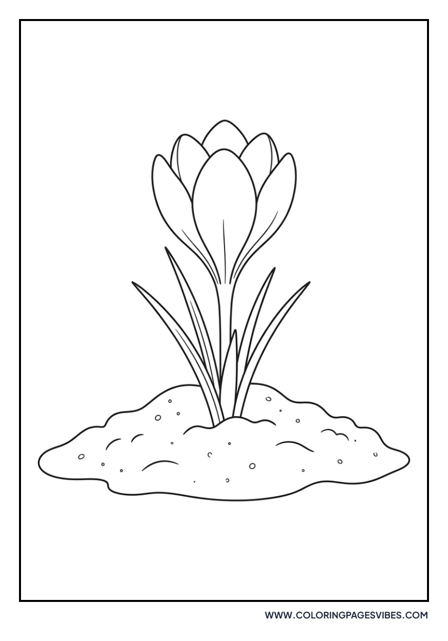 Early Crocus Bloom