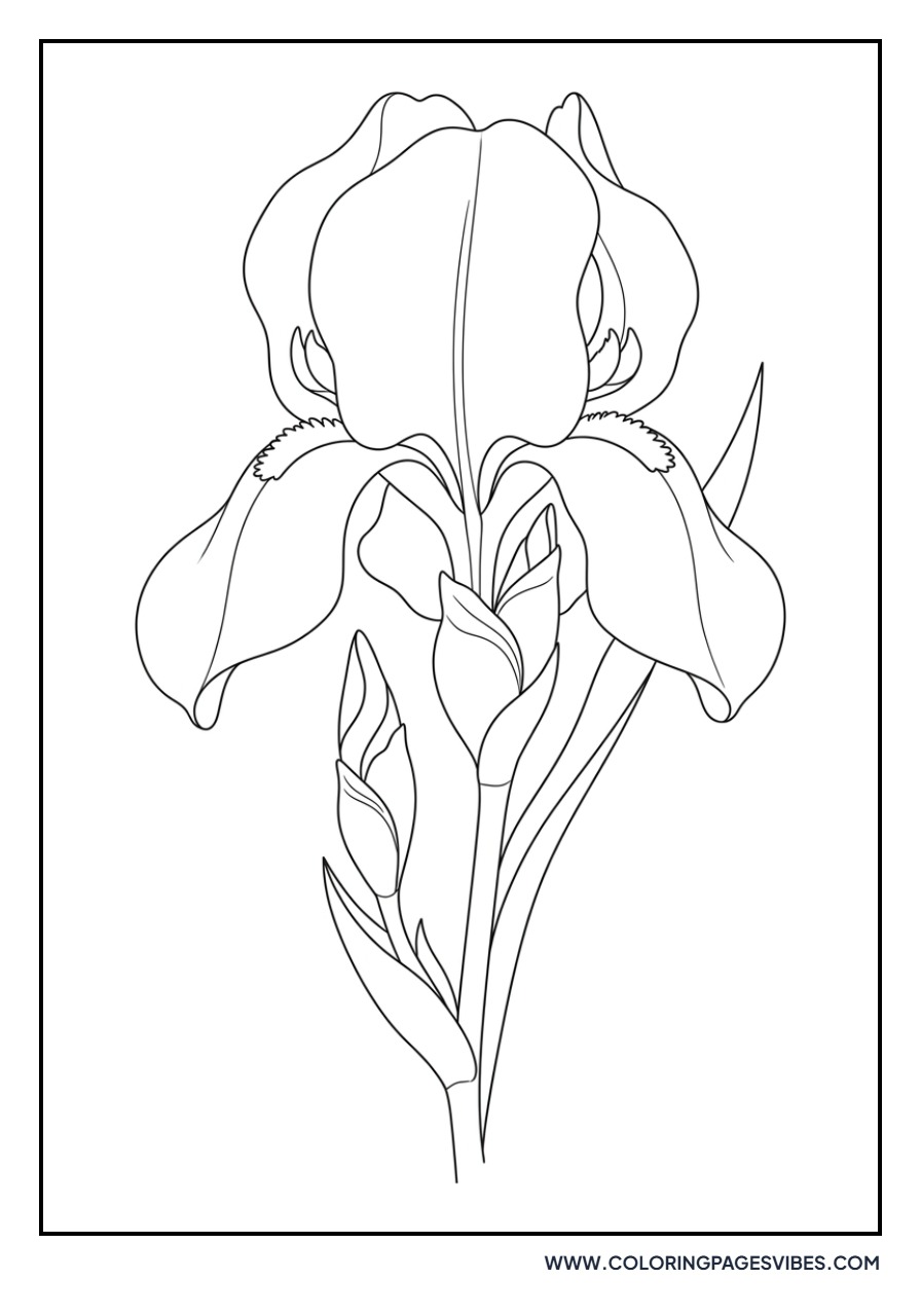 Elegant Bearded Iris