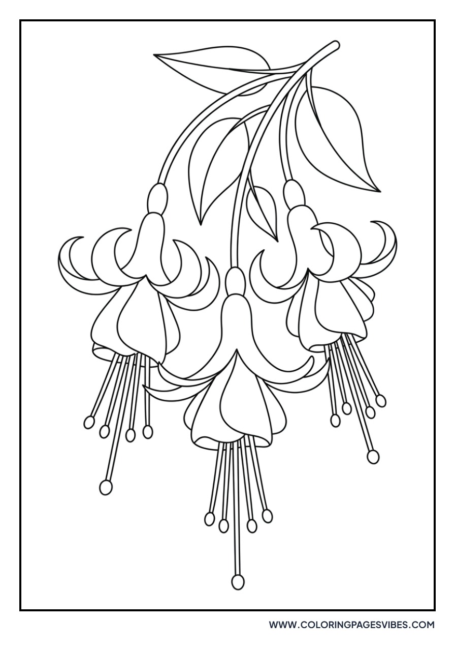 Fancy Fuchsia Flower