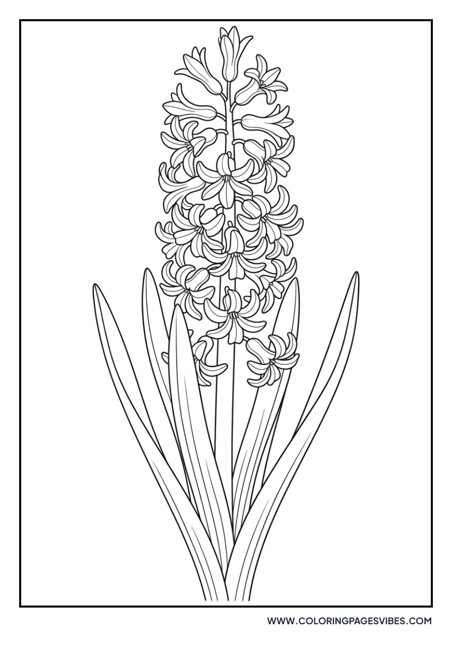 Fragrant Hyacinth Cluster