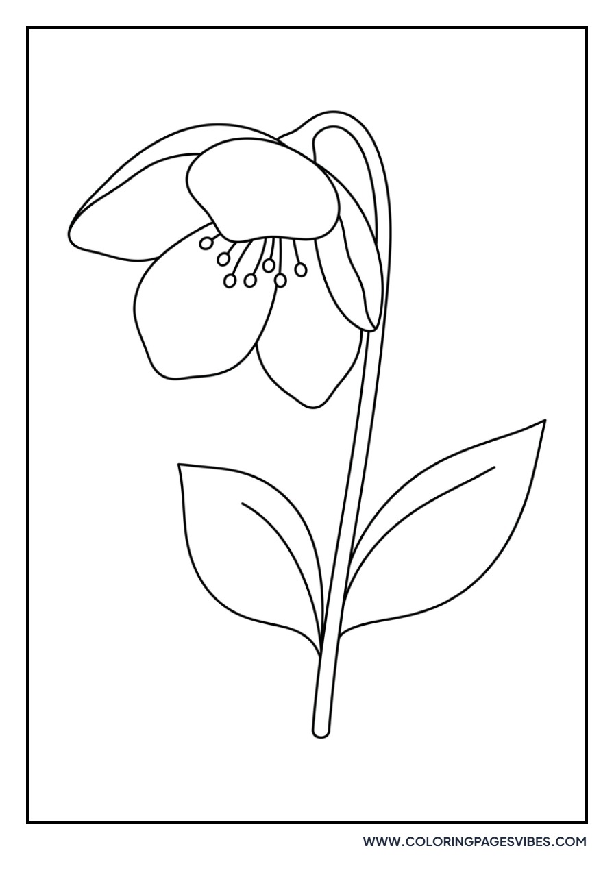 Lenten Rose Hellebore