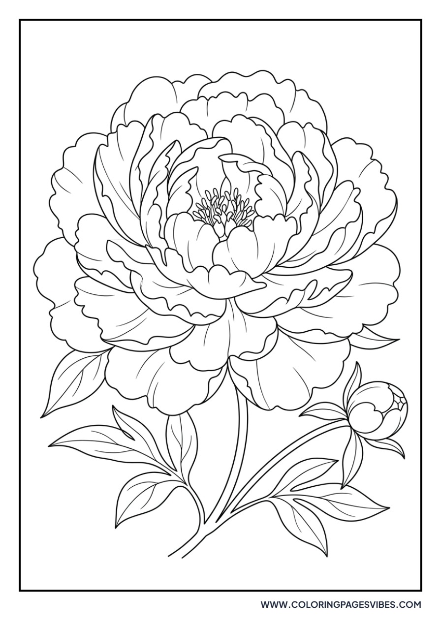 Lush Peony Flower