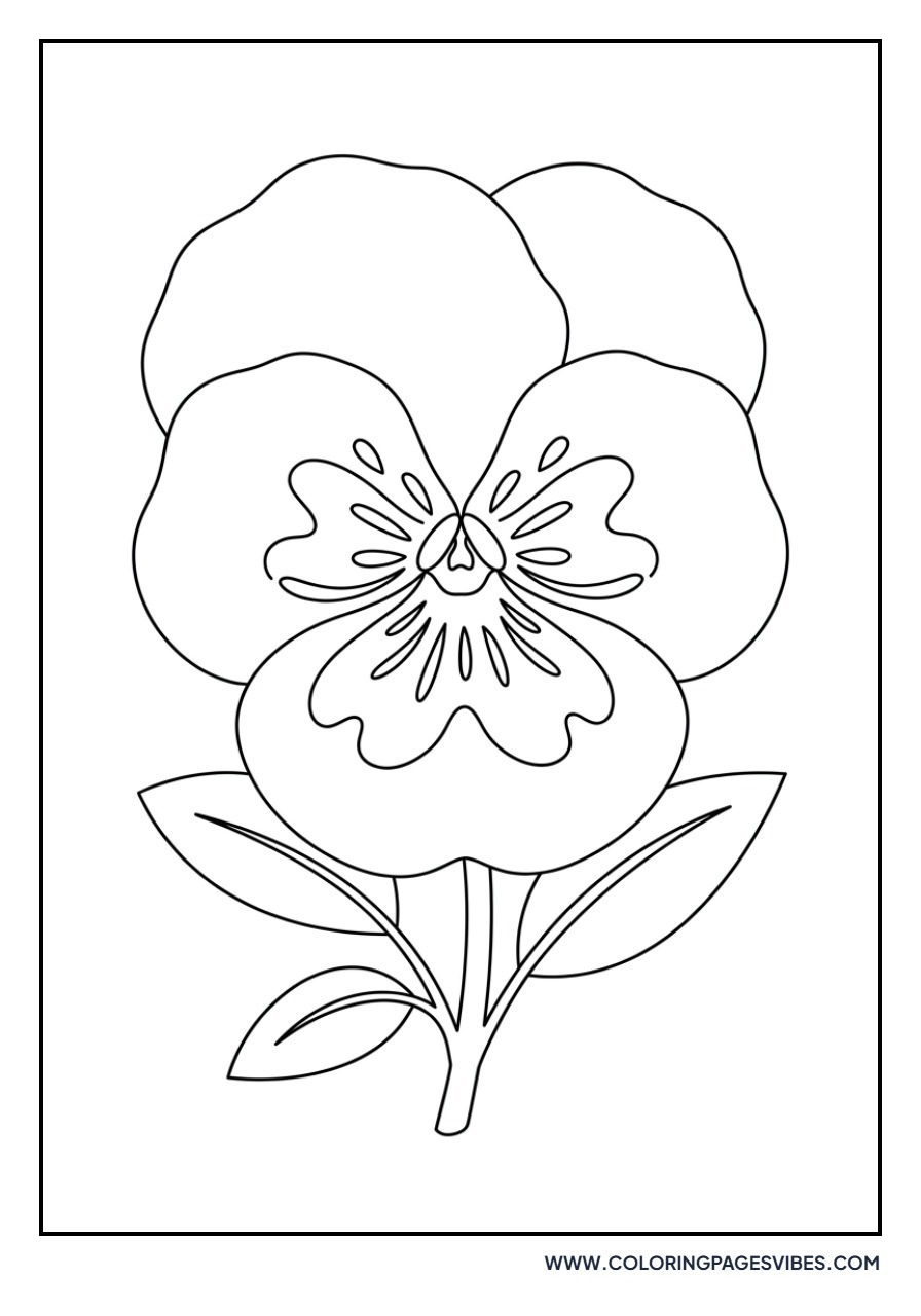 Pansy Face Flower