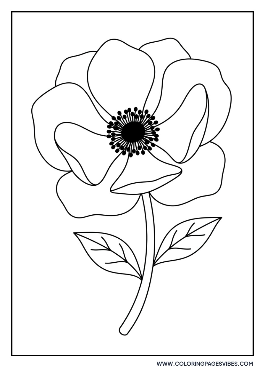 Poppy Anemone Bloom