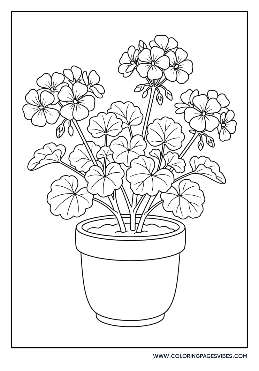Potted Geranium Bloom