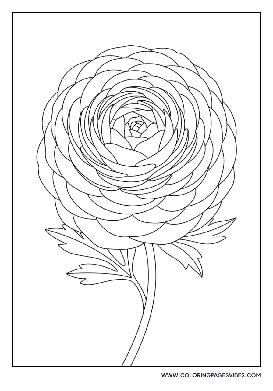 Ranunculus Flower Head