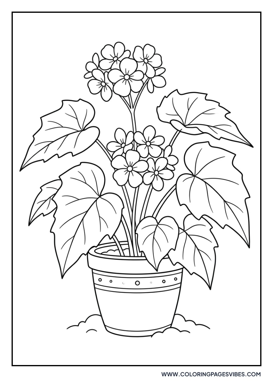 Shady Begonia Plant
