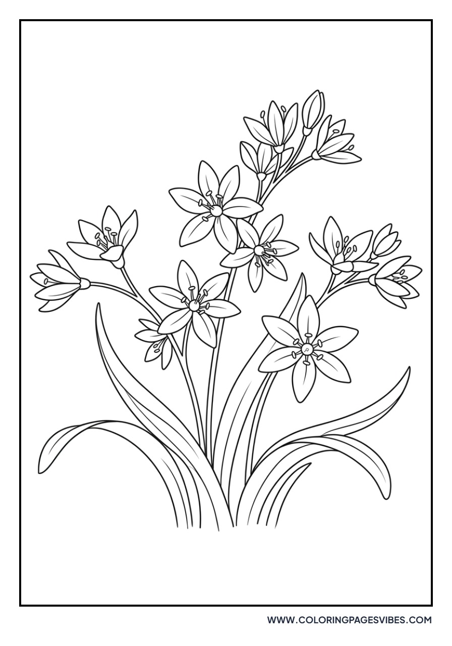 Siberian Squill Scilla
