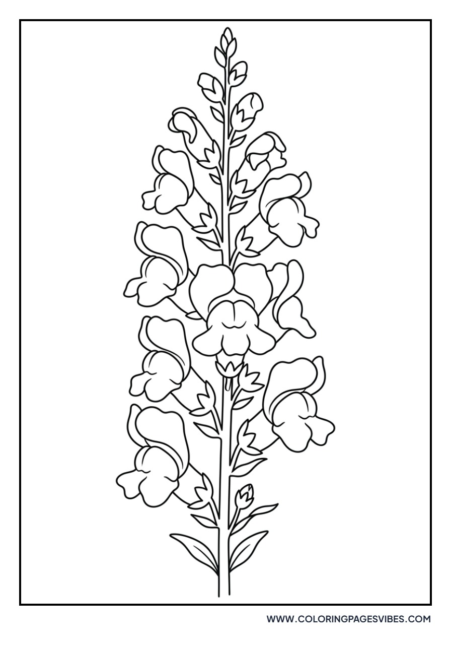 Snapdragon Dragon Mouth
