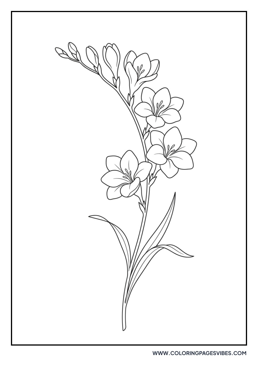 Sweet Scented Freesia