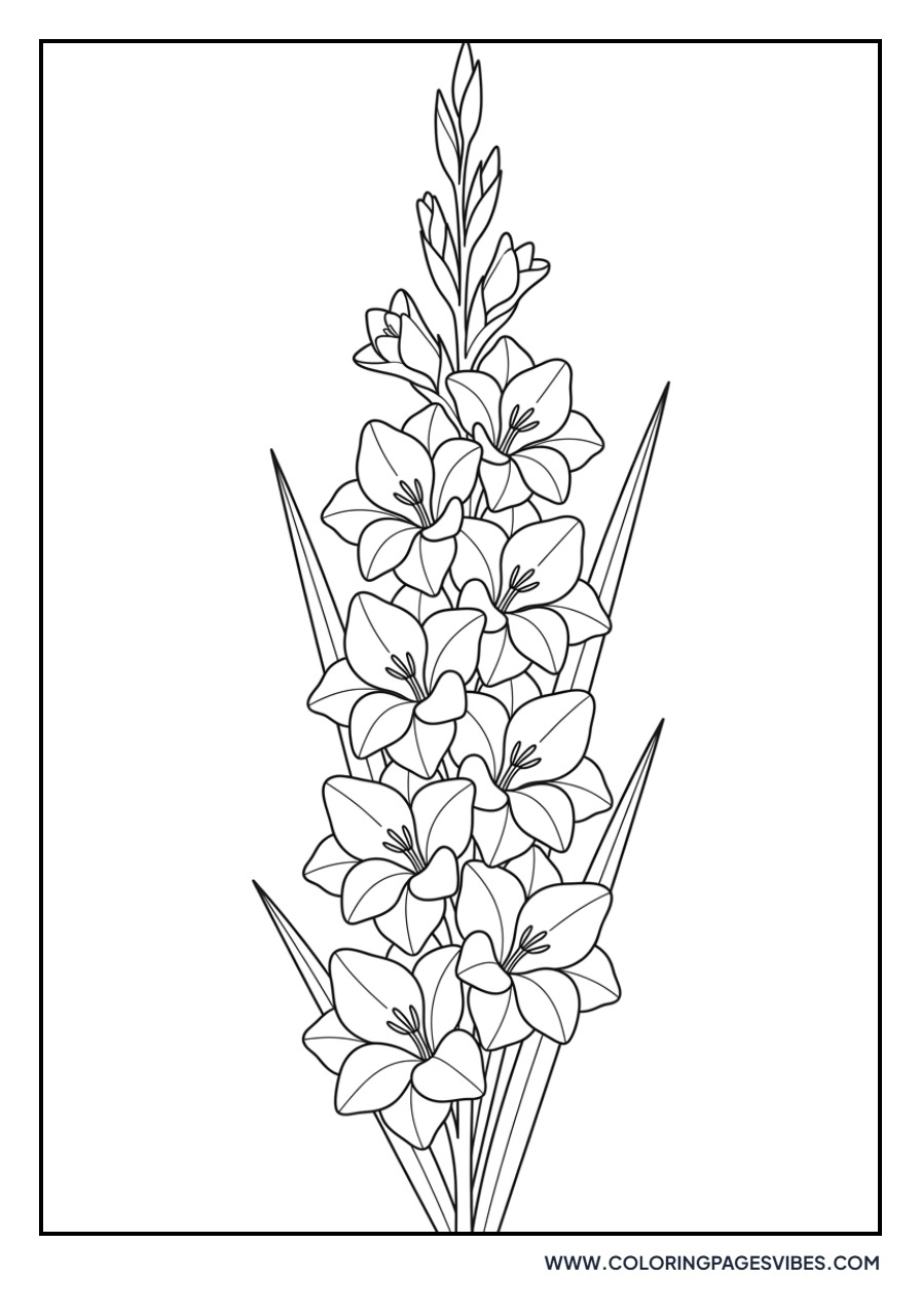 Sword Lily Gladiolus