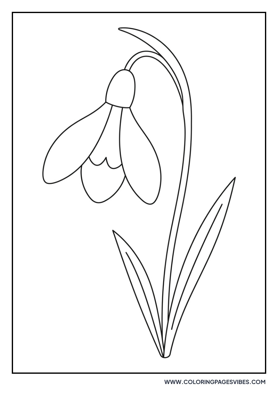 Winter Snowdrop Flower