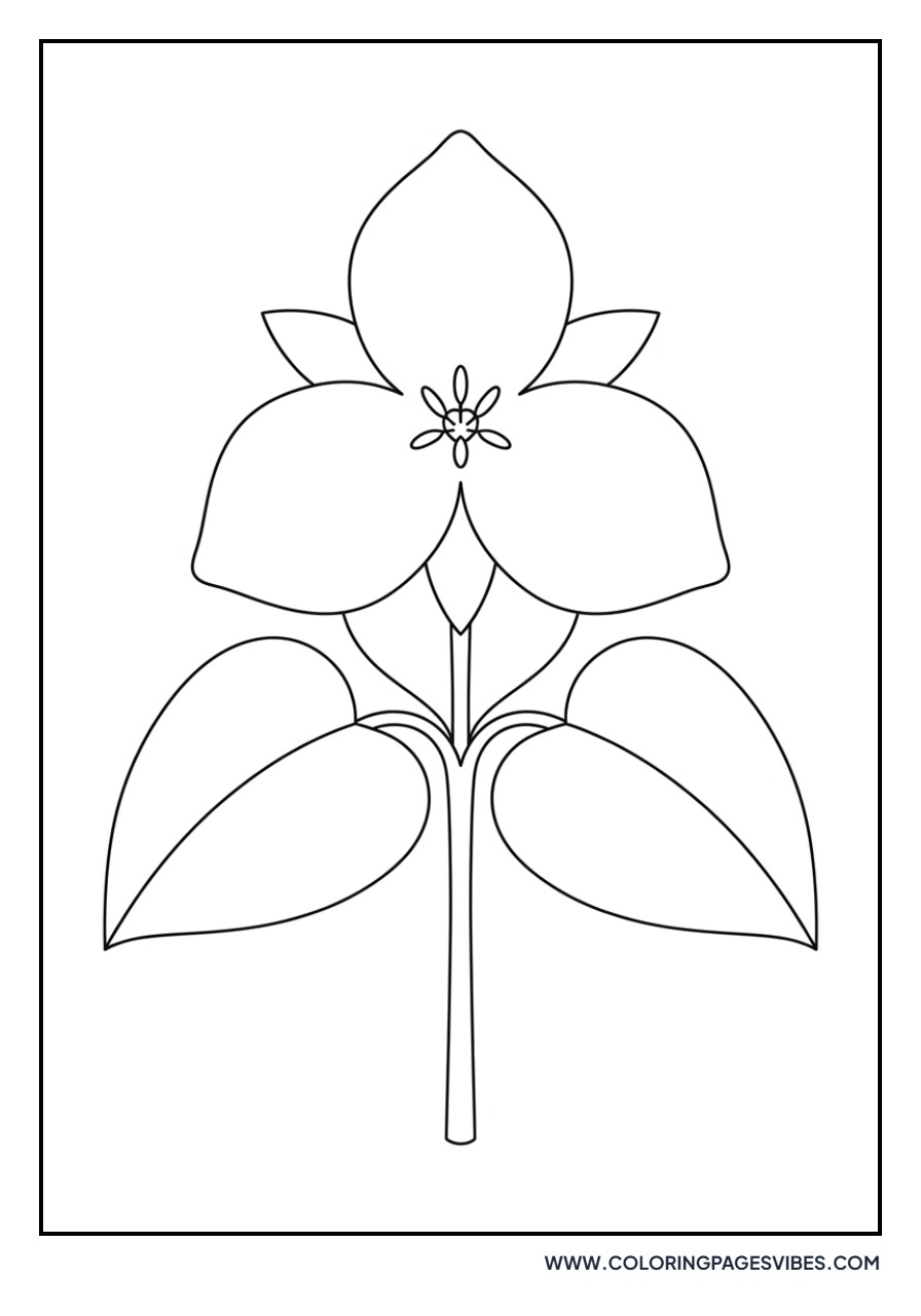 Woodland Trillium
