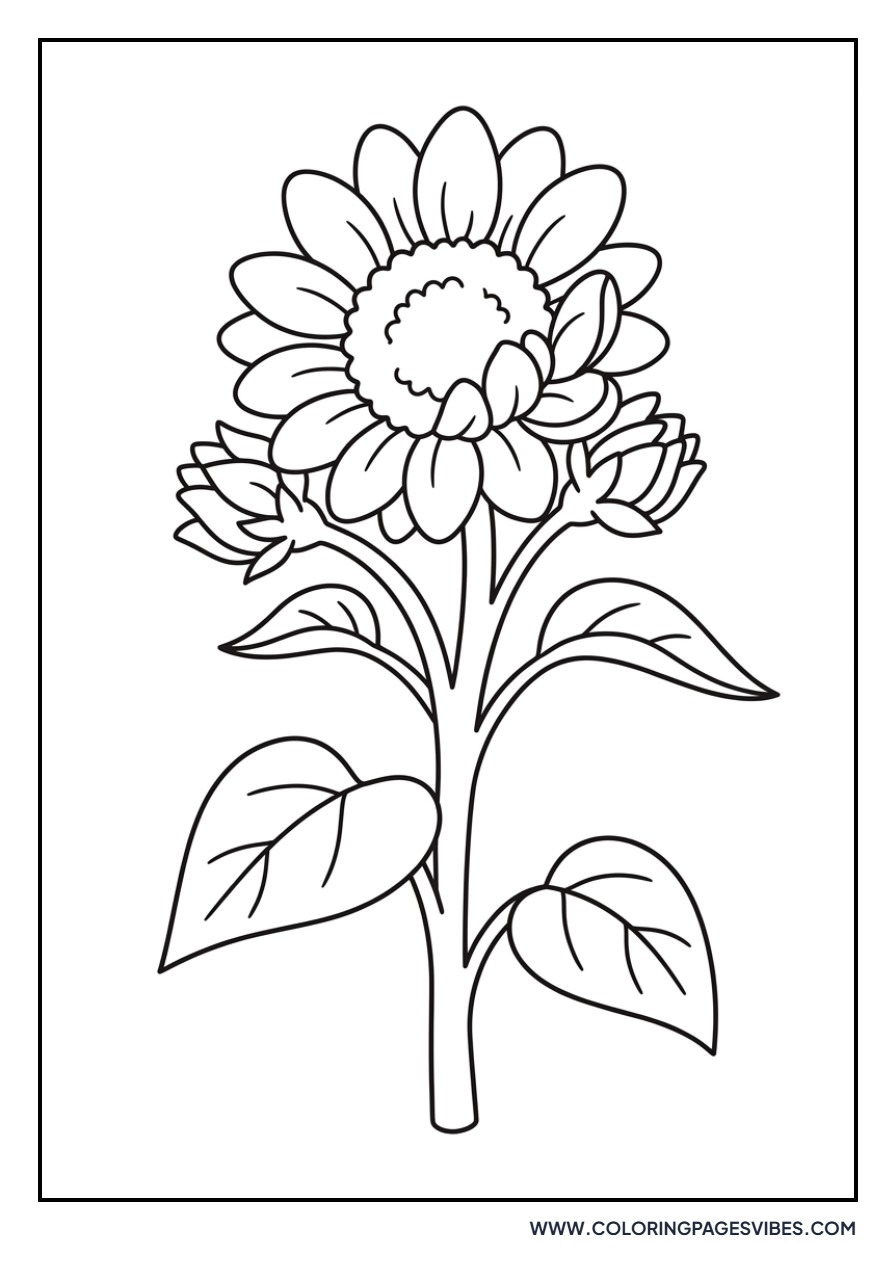 Young Sunflower Sprout