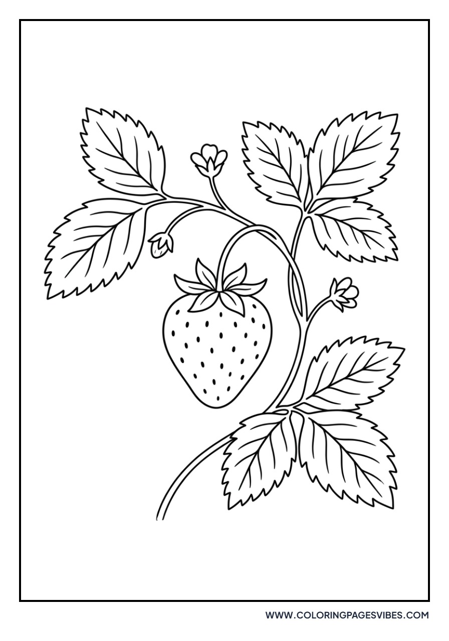 Strawberry on a Vine