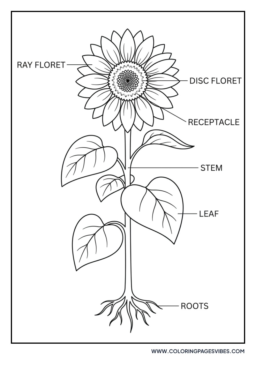 Antique Style Sunflower