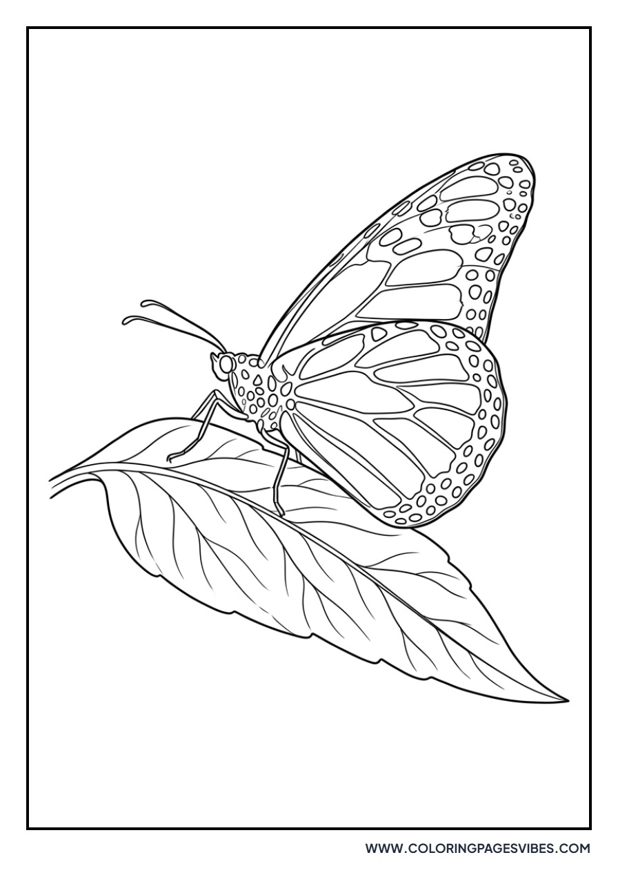 Sunflower and Butterfly