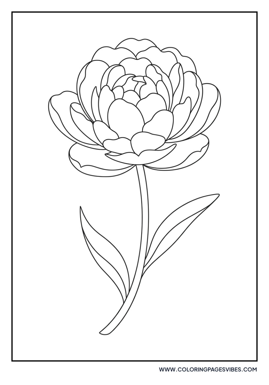 Double Bloom Tulip