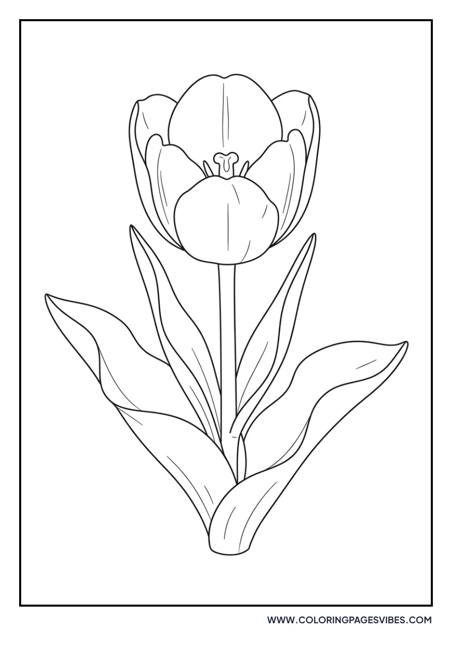 Dwarf Tulip Variety