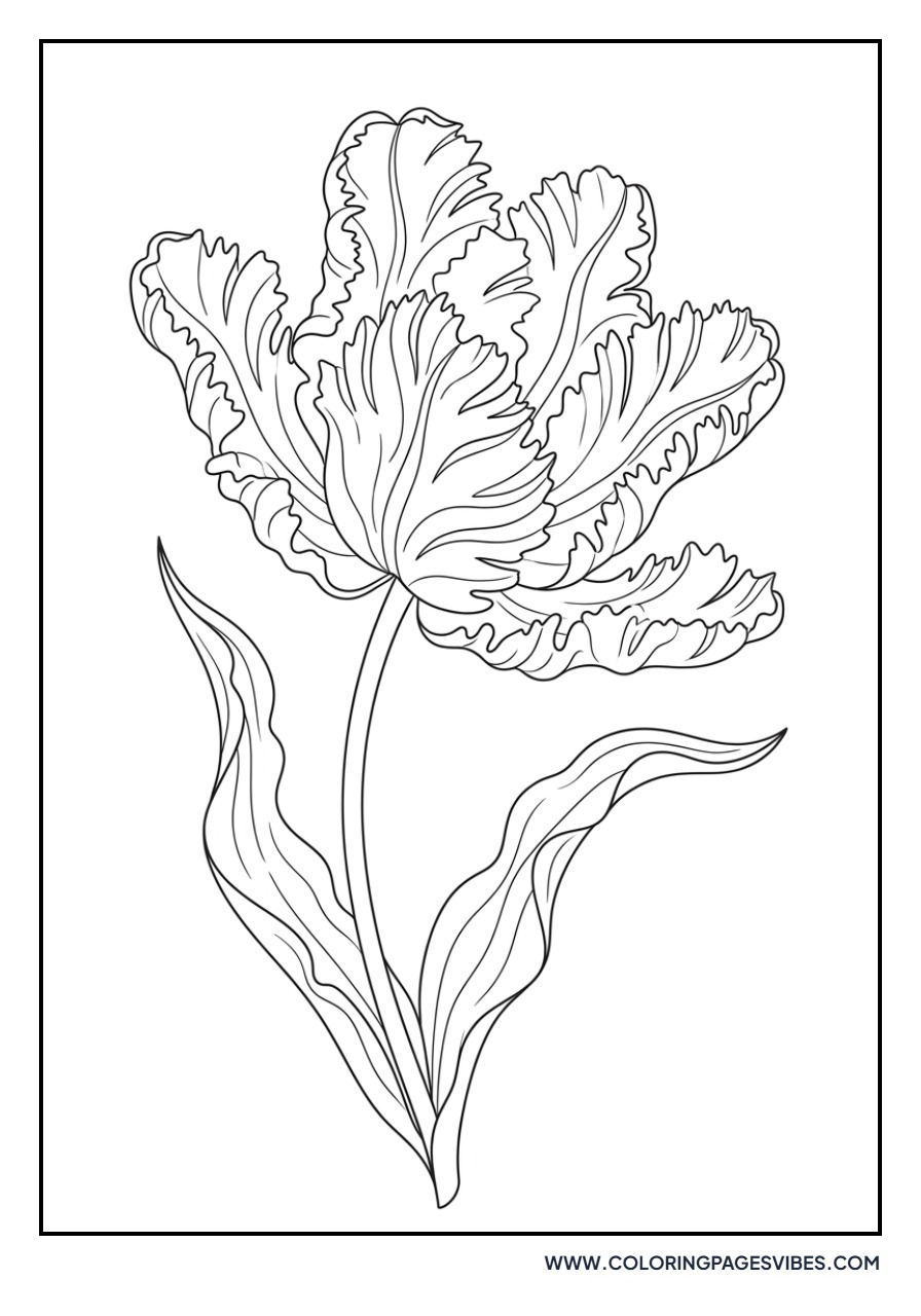 Fringed Parrot Tulip