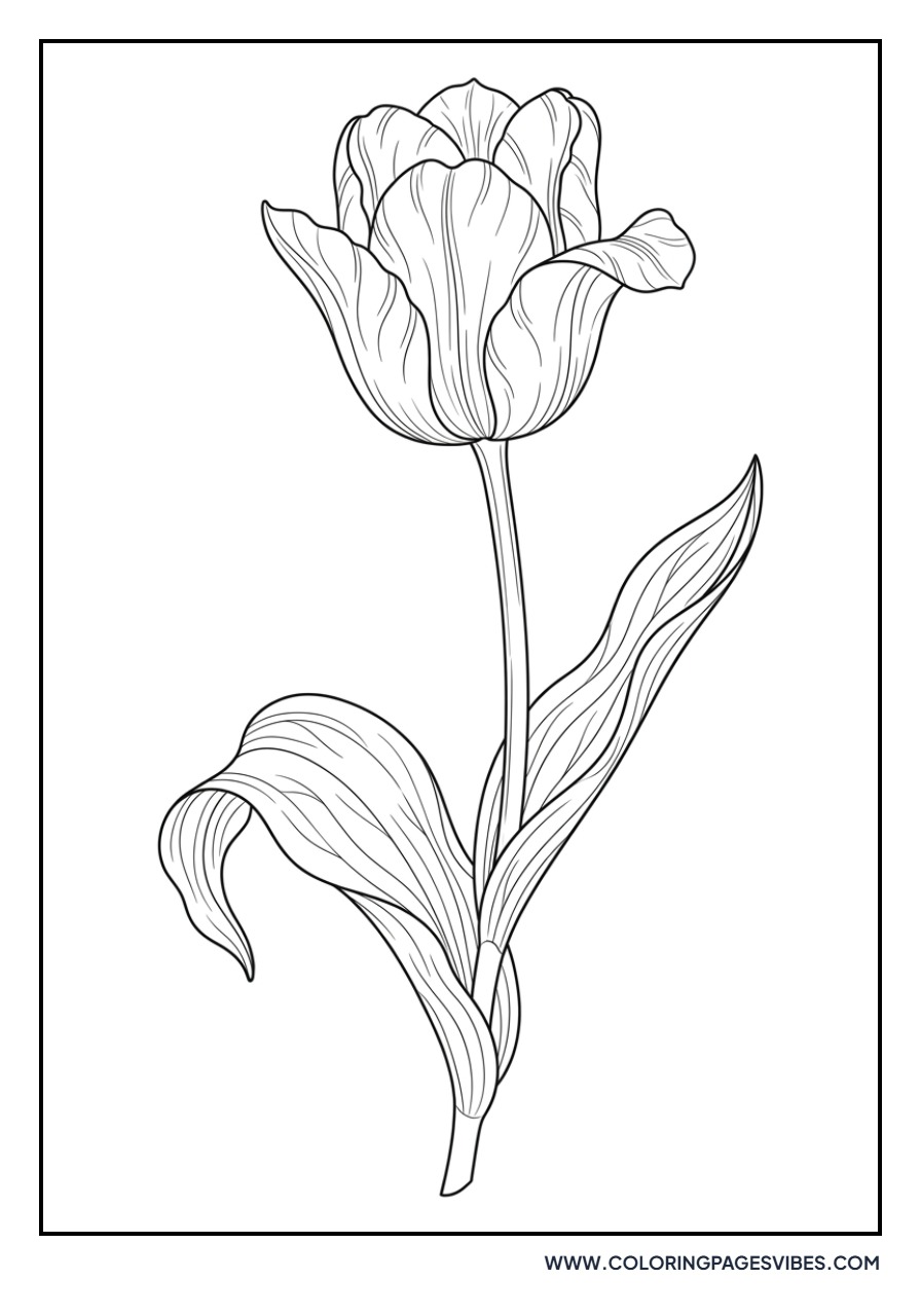 Realistic Botanical Tulip