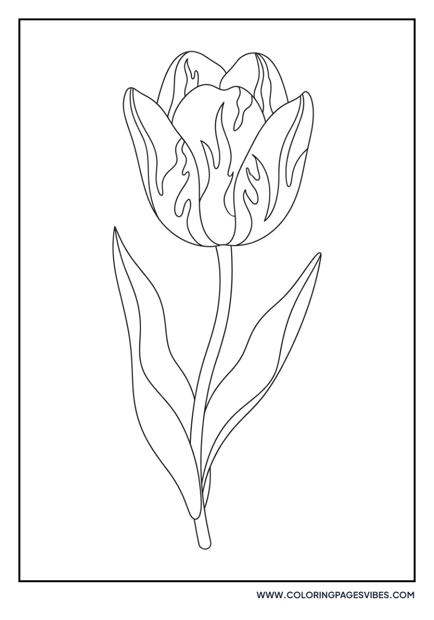 Rembrandt Tulip Variety