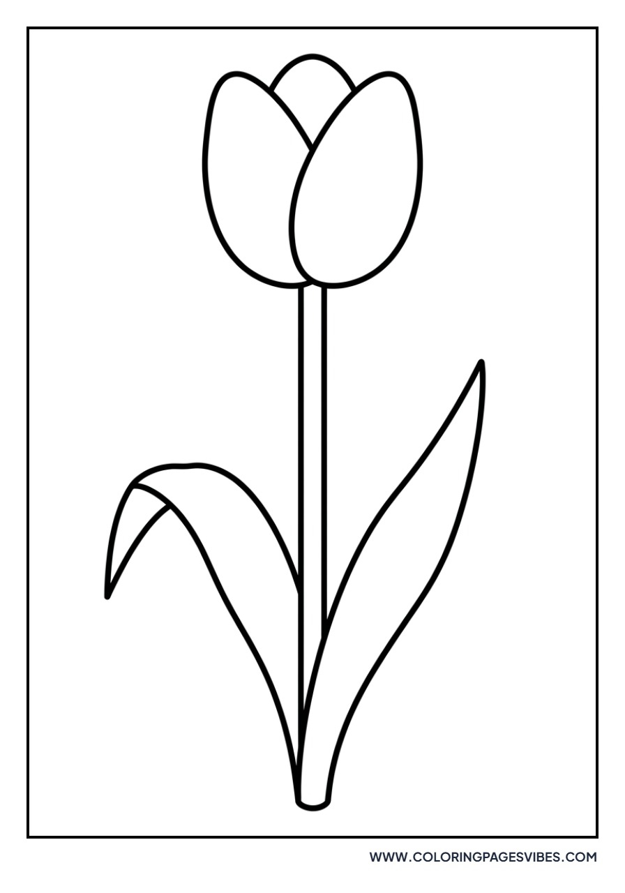Tall Tulip with Long Leaves
