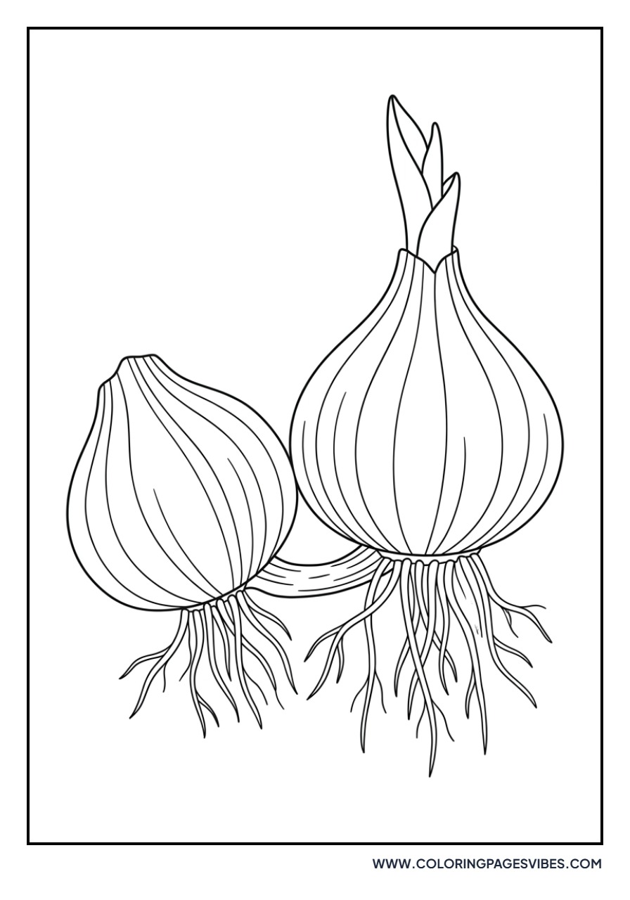 Three Tulip Bulbs