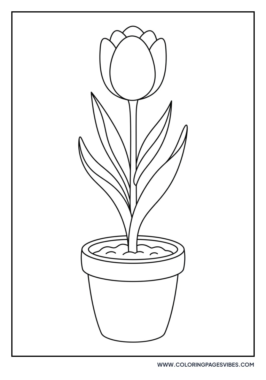 Tulip in a Terracotta Pot