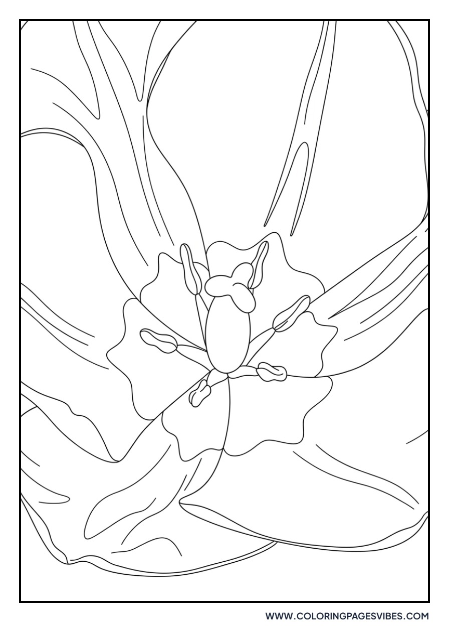Tulip Petal Close-up