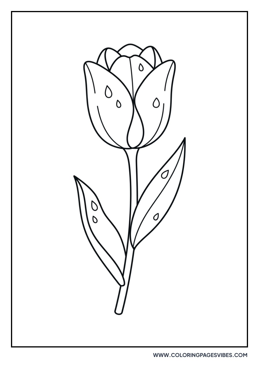 Tulip with Dew Drops