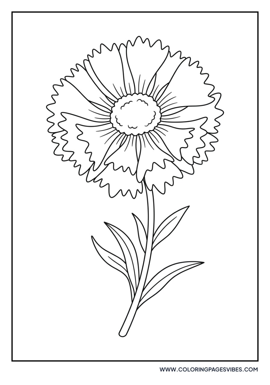 Bachelor's Button (Cornflower)